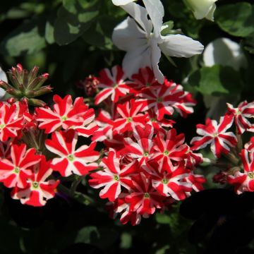 Verbena Firehouse Peppermint (Red Star) - Hangverbena