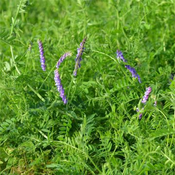 Bonte wikke BIO groenbemester Ferme de Sainte Marthe - Vicia villosa