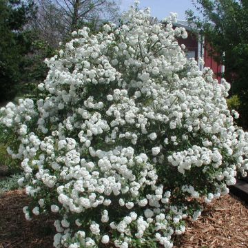 Viburnum Pragense - Sneeuwbal