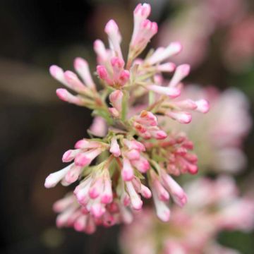 Viburnum bodnantense Charles Lamont - Wintersneeuwbal