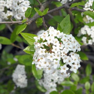 Viburnum burkwoodii - Sneeuwbal