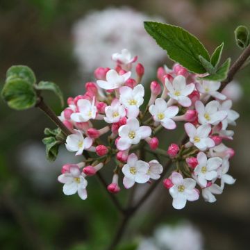Viburnum burkwoodii Mohawk - Sneeuwbal