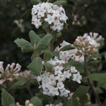 Viburnum carlesii - Koreaanse sneeuwbal