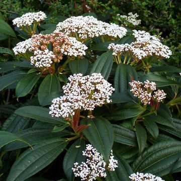 Viburnum davidii - Sneeuwbal