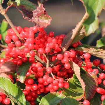 Viburnum dilatatum Sealing Wax - Sneeuwbal