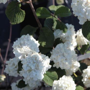 Viburnum plicatum Grandiflorum Noble - Japanse sneeuwbal