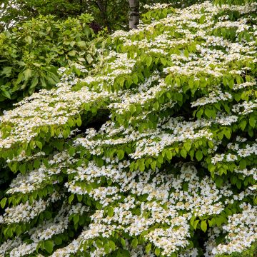 Viburnum plicatum Mariesii Great Star - Japanse sneeuwbal