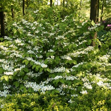 Viburnum plicatum St Keverne - Japanse sneeuwbal