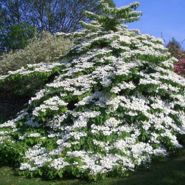 Viburnum plicatum Tomentosum - Japanse sneeuwbal