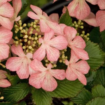 Viburnum plicatum Pink Beauty - Japanse sneeuwbal
