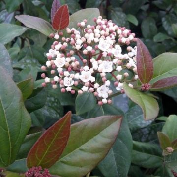 Viburnum tinus Purpureum - Lauriersneeuwbal