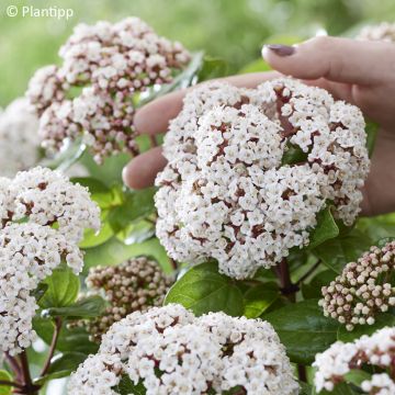 Viburnum tinus Rockn Rolla - Lauriersneeuwbal