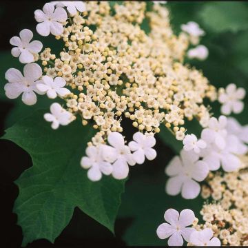 Viburnum trilobum Wentworth - Sneeuwbal