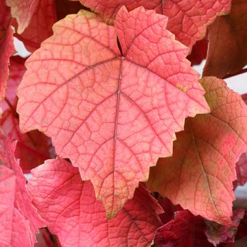 Amoerdruif - Vitis amurensis