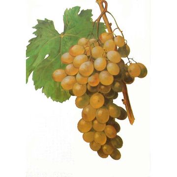 Vitis Apirena Ametista - Zaadloze wijnstok