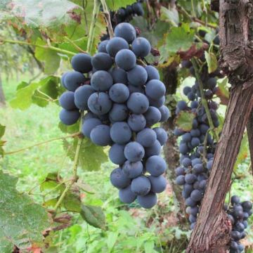 Vitis Apirena Nera - Zaadloze wijnstok