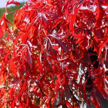 Parthenocissus quinquefolia Kirigami - Wilde wingerd