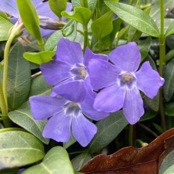 Vinca major - Grote maagdenpalm