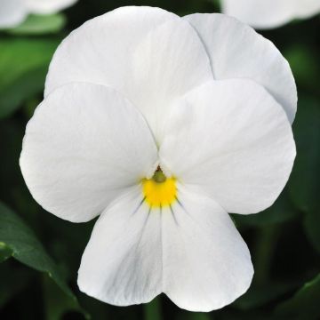 Viola cornuta Sorbet XP F1 White - Hoornviooltje