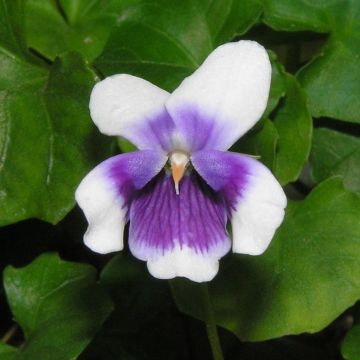 Viola hederacea - Klimopviooltje