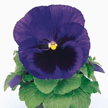 Viola wittrockiana Matrix F1 Deep Blue Blotch - Grootbloemige viool