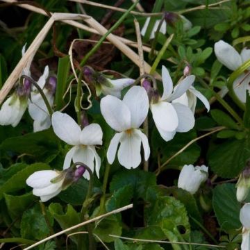 Viola odorata Alba - Geurviooltje