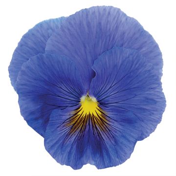 Viola wittrockiana True Blue (zaad) - Grootbloemige viool