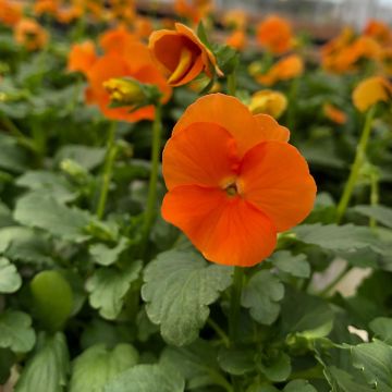 Viola cornuta F1 Penny Orange - Hoornviooltje