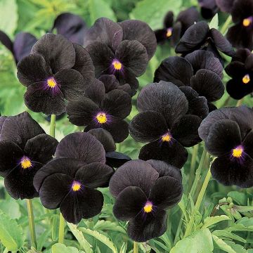 Viola cornuta Sorbet Black Delight - Hoornviooltje