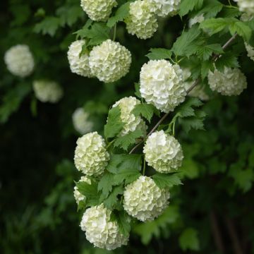 Viburnum opulus Roseum - Gelderse roos