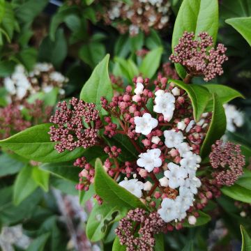 Viburnum tinus Spirit - Lauriersneeuwbal