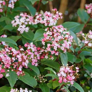 Viburnum tinus Gwenllian - Lauriersneeuwbal