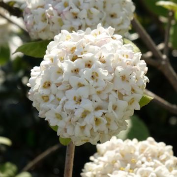 Viburnum x carlcephalum - Sneeuwbal