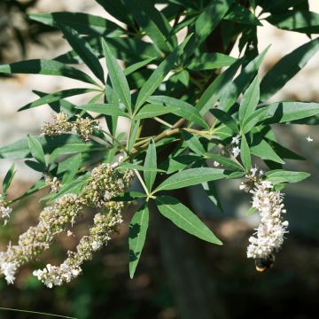 Vitex agnus-castus Albus - Kuise boom