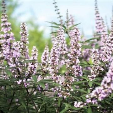 Vitex agnus-castus Galactic Pink - Kuise boom