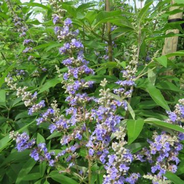 Vitex agnus-castus Magical Summertime Blues - Kuise boom