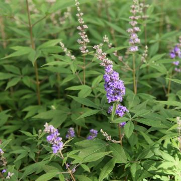 Vitex agnus-castus Queen Bee - Kuise boom