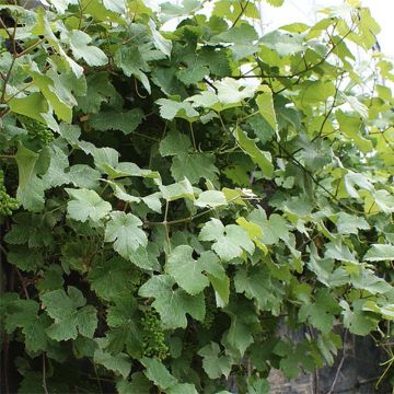 Vitis Incana - Wijnstok