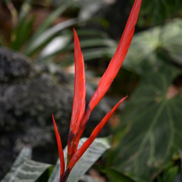 Vriesea Splendide - Vlammend zwaard