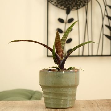 Vriesea Favoriet - Bromelia