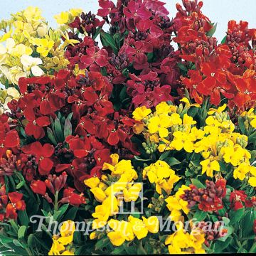 Erysimum cheiri Bedding Mixed (zaad) – Muurbloem