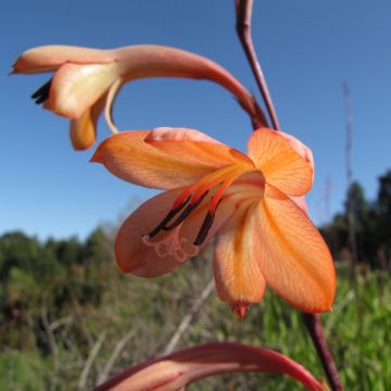 Watsonia meriana - Watsonia