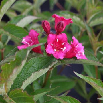 Weigelia florida Bristol Ruby