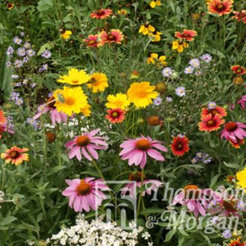 Zaden Wildebloemenmengsel Honingbij - Bijenvriendelijke bloemenmix