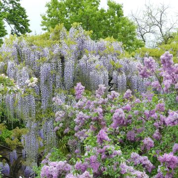 Wisteria floribunda Macrobotrys De Belder - Blauweregen