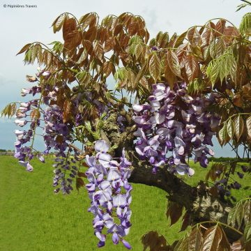 Wisteria sinensis Blue Line - Blauweregen
