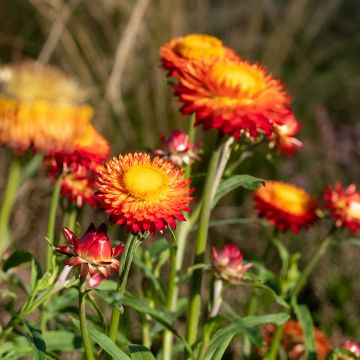 Strobloem Granvia Dark Orange Flame - Xerochrysum