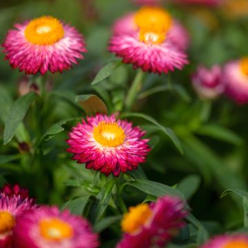 Strobloem Granvia Dark Pink Flame - Xerochrysum