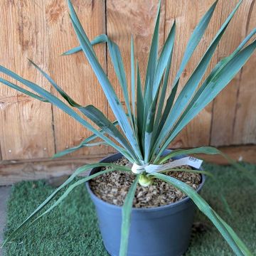 Yucca Silver Anniversary - Palmlelie