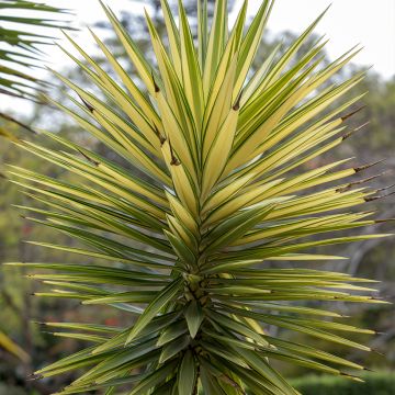 Yucca aloifolia Variegata - Spaanse bajonet